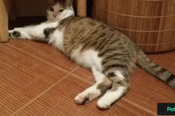 Найден домашний кот на Ташкентской/Демократической, ищем хозяина.