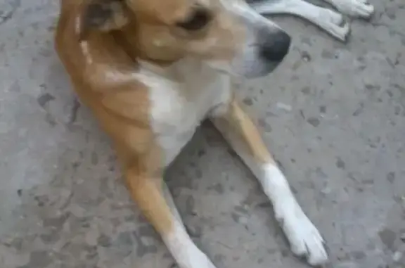 Пропала собака в Нахичевани, помогите найти!