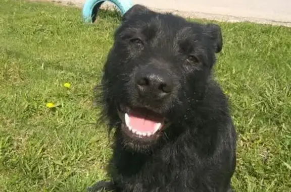 Найдена собака в Ленинском районе Московской области