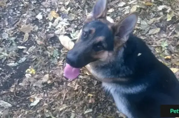 Пропала собака на Ул Васякина, Октябрьский район, вознаграждение