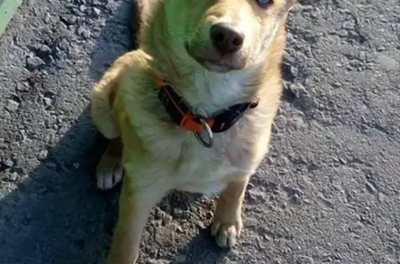Найден щенок в Северном Домодедово, ищем хозяев!