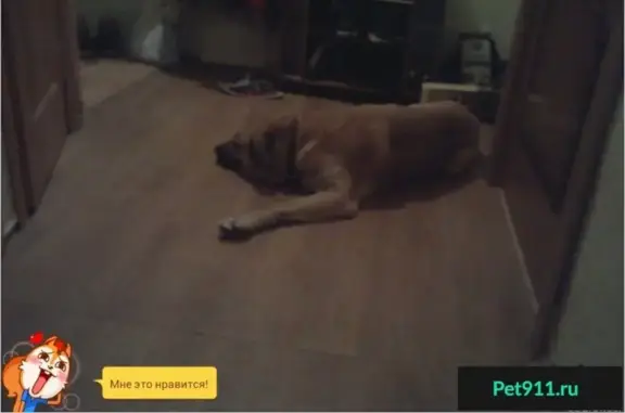 Собаки потеряшки, Кохма, фото: Потеряшка крупный рыжий пес в районе завода Строммашина, г. Кохма, Ивановская обл.