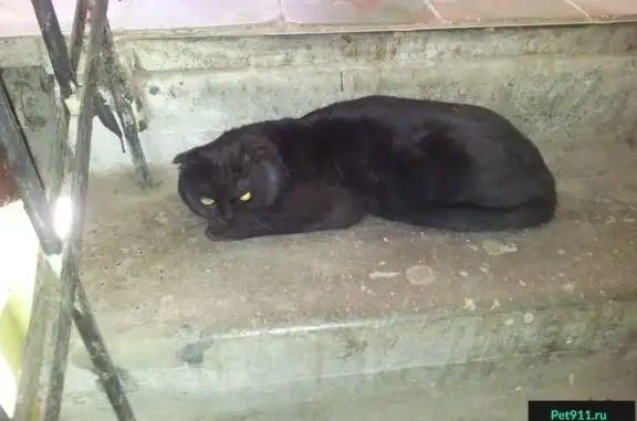 Найден вислоухий черный кот на 2-й Садовой, 74