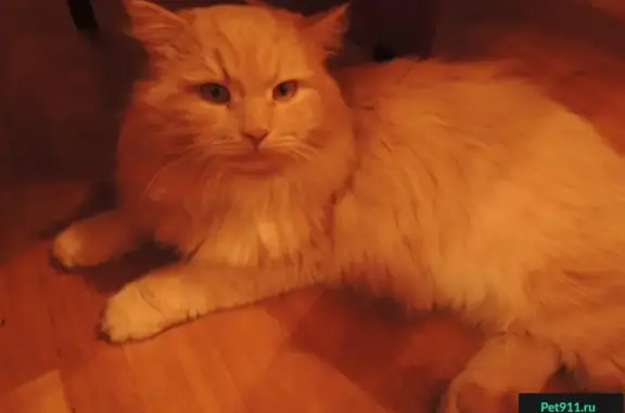 Найден персиковый кот на ул. Мончегорской, Нижний Новгород