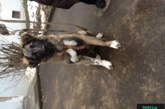 Найдена крупная собака в Сергиевом Посаде