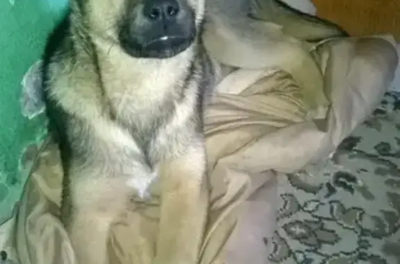 Пропала собака во Владимире, зовут Пальма.