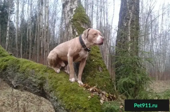 Пропала собака Гоша в Барыбино, Московская область
