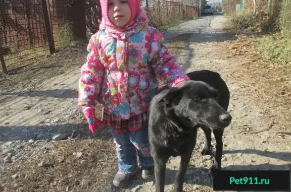 Пропала собака на Ростовском шоссе 11 км