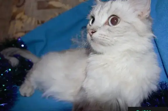 Найдена кошка на Зеленодольской, Ханты-Мансийск