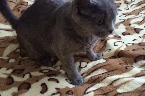 Найдена беременная кошка в Ханты-Мансийске