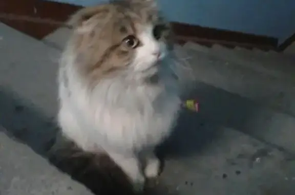 Потеряна взрослая кошка на Гагарина, 65