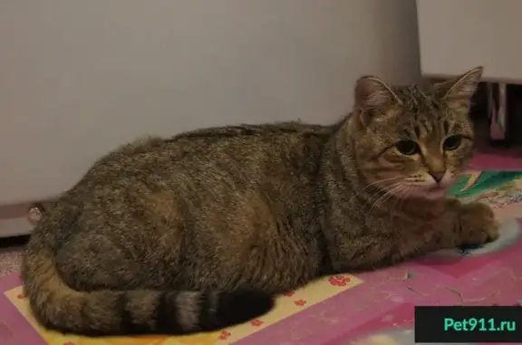 Найдена беременная кошка на ул. Чехова, 62