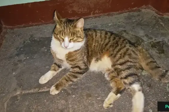 Найден домашний кот на Ново-Александровской, 05.12.15, ул. д. 11