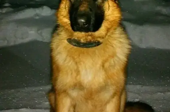 Пропала собака в Нижегородской области, вознаграждение гарантируем!