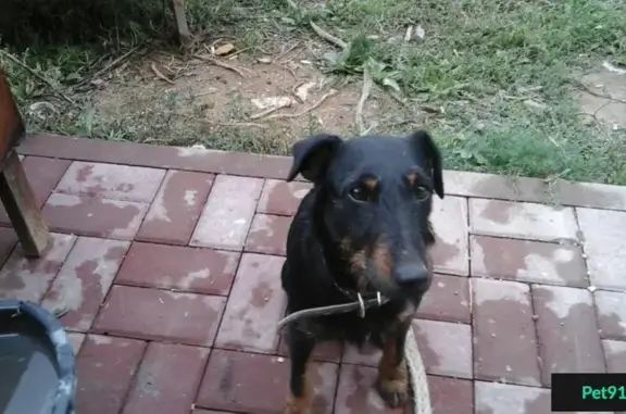Пропала собака в Рузе, порода ягд-терьер, имя Дина.
