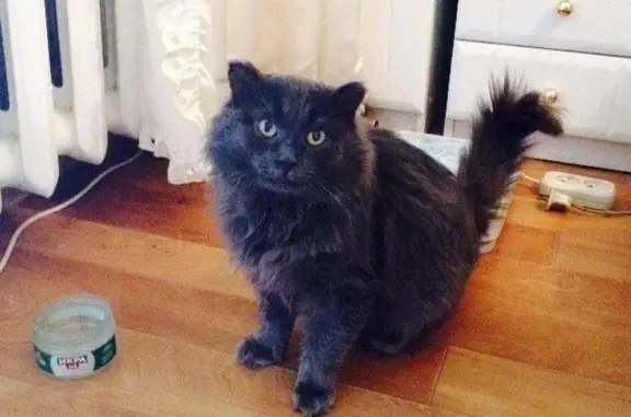 Найден серый кот на ул. Лебедевского, 3