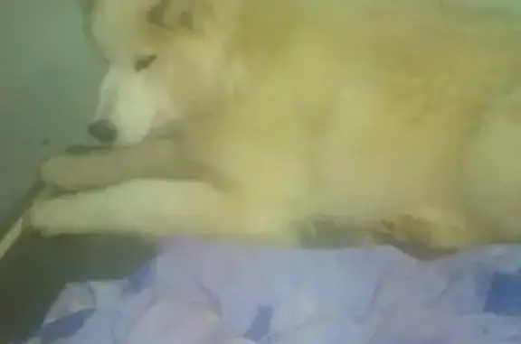 Собака с поврежденной лапой найдена в Ханты-Мансийске