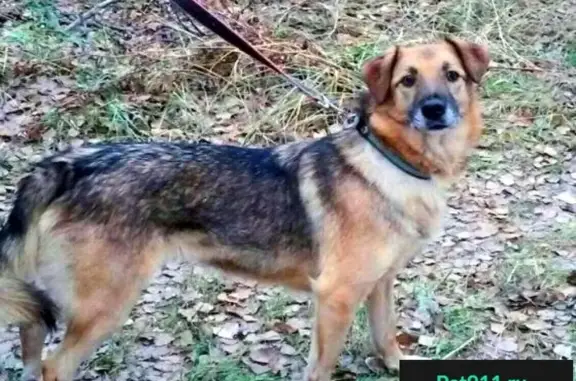 Пропала собака в Ростокино, вознаграждение