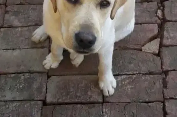 Пропала собака Алтай, палевого цвета в Краснодаре
