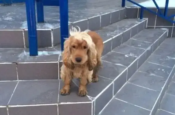 Найдена собачка породы кокер-спаниель на Комсомольской в Оренбурге