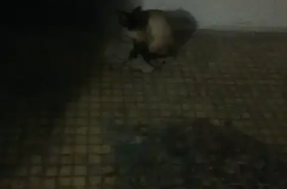 Найден кот на Махалина, ищет дом