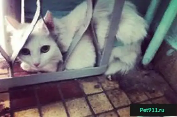 Белая кошка найдена в доме 18 на ул. Молодежная
