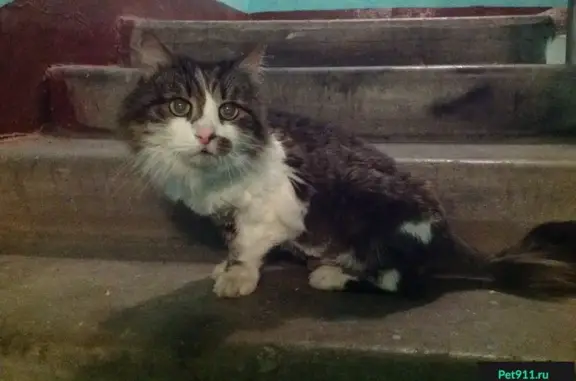 Кошка на Нагорной улице, ищет хозяев или добрые руки.