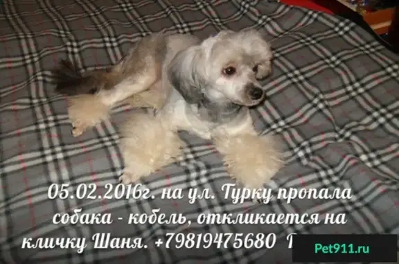 Пропала собака в Фрунзенском районе СПб