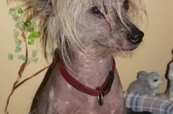 Найдена китайская хохлатая собака на Цветочной улице