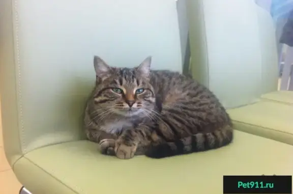 Найдена кошка на Джангильдина 15, Оренбург