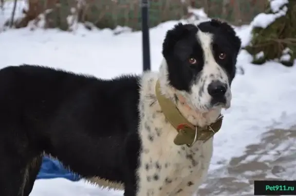 Найден щенок алабая в Наро-Фоминске