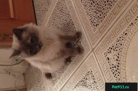 Найдена кошка на АЗС ул. Цветкова
