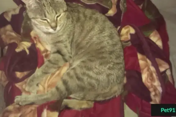 Найдена кошка на Чичерина, 21 в Челябинске