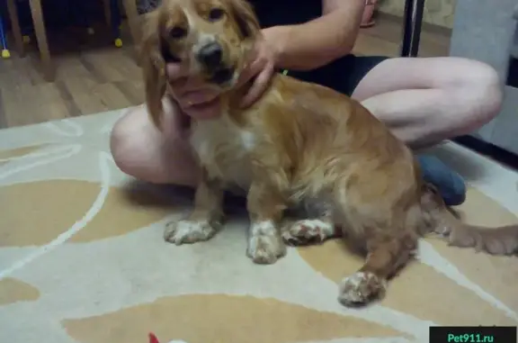 Найдена собака на левом берегу в Воронеже