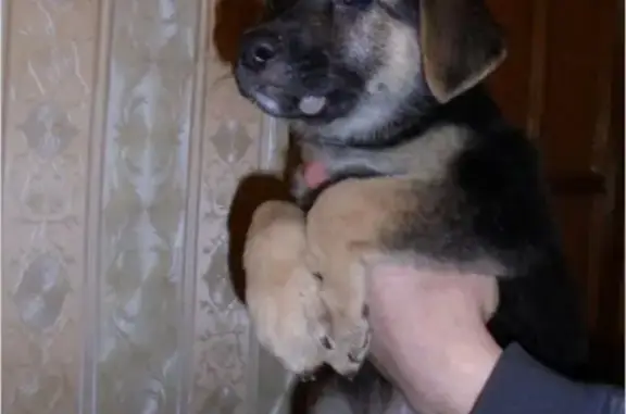 Пропала собака в Красном селе, СПб