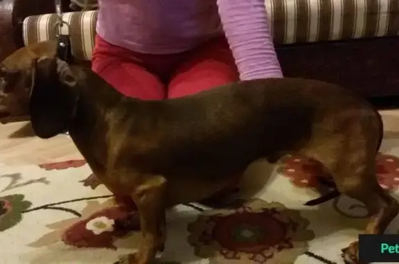 Найдена собака в Зеленограде, рыжий кобель с черным ошейником