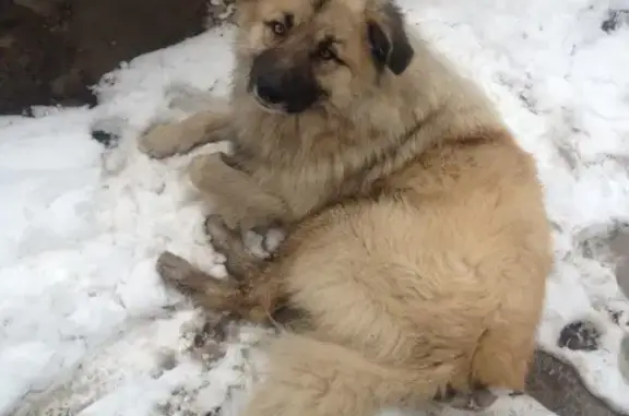Найдена дружелюбная собака у подъезда, Москва