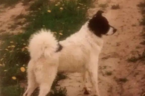 Пропала собака в Новом Носово, Лобня, Шереметьево-1