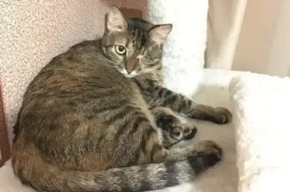 Пропала кошка в Тольятти, возможно травма
