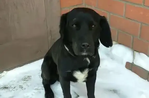 Пропала собака в Мамоново, Беседы Ленинского района МО