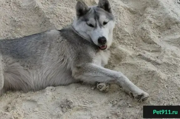 Пропала собака в селе Подстёпки (Самарская область)