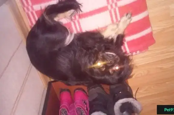 Найдена собака возле налоговой в Новокузнецке