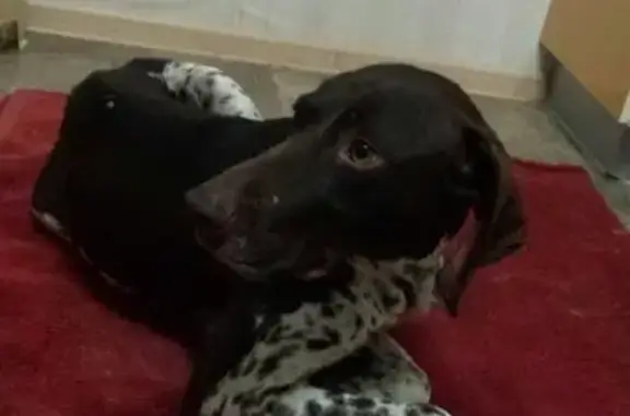 Найдена собака в Анапе: Куцхаар, черный окрас, 2-3 года.