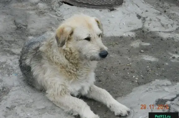 Собака найдена на ул. Революции, 4 (Пермь)