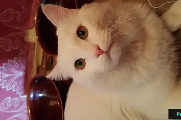 Найден белый кот возрастом 3-5 лет по адресу Большая Филевская 41 корпус 1