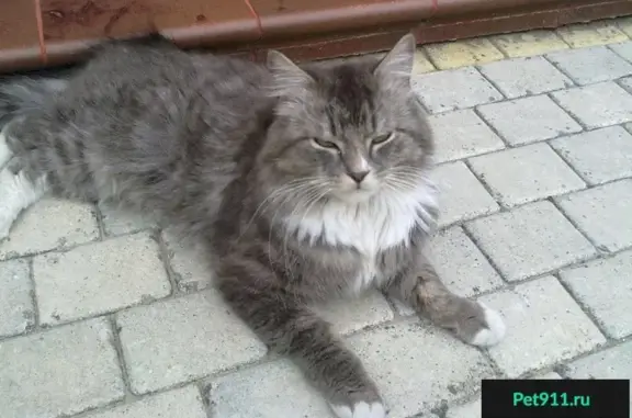 Пропал кот на ул. Куйбышева в Калининграде