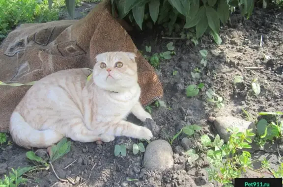 Пропал котик возрастом 1,5 года в Кузнецке, Пензенская область