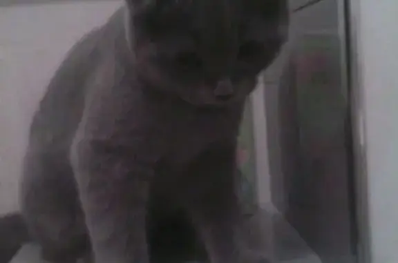 Найдена кошка на ул. Янки Купалы, 12А, Нижний Новгород