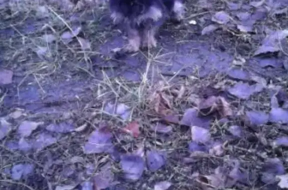 Найдена маленькая собачка в Таганроге, помогите найти хозяина!