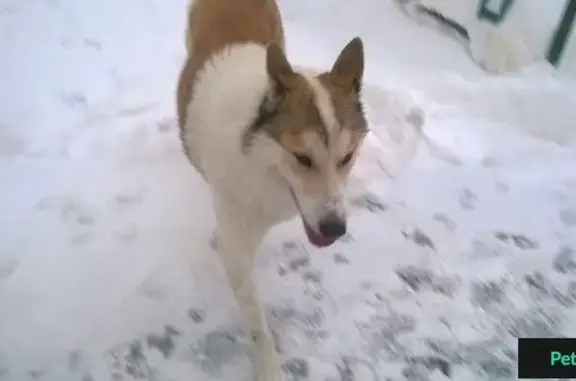 Пропала собака ХАРЛЕЙ возрастом 1.5 года в Подольске, вознаграждение гарантировано!